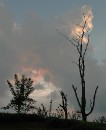 DSC_0348 Tree Silhouette 1 * 1887 x 2307 * (648KB)